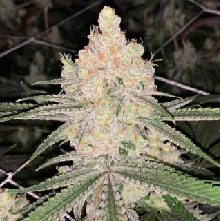 Cookie Puss - Regular - Jinxproof Genetics