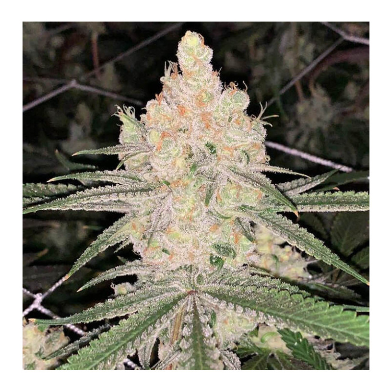 Cookie Puss - Regular - Jinxproof Genetics - Graines de Collection Cookie Puss - Regular - Jinxproof Genetics - Graines de Collection