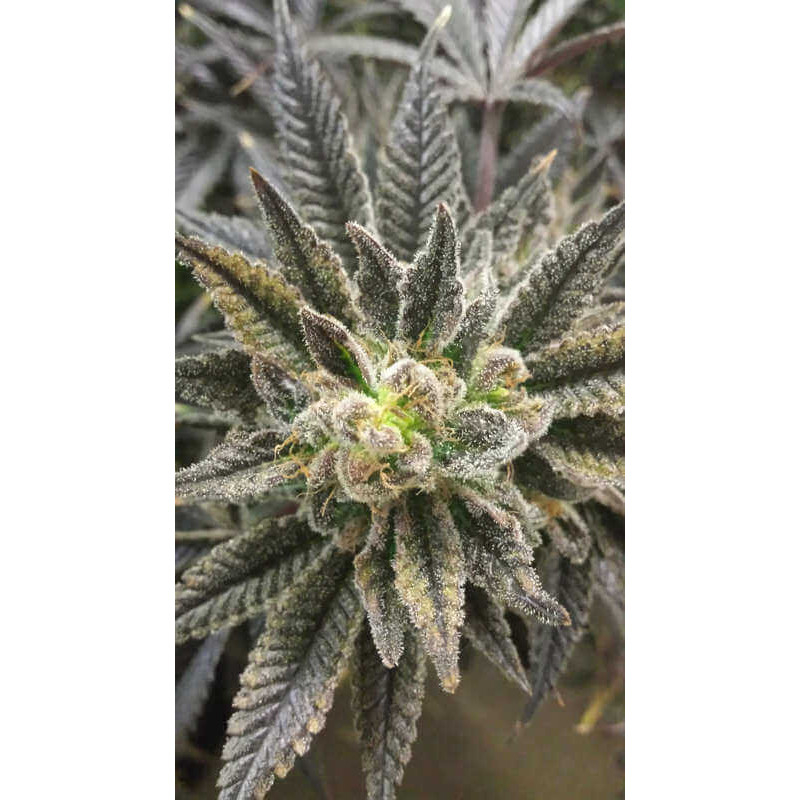 Best Friend OG - Regular - Jinxproof Genetics - Graines de Collection Best Friend OG - Regular - Jinxproof Genetics - Graines de Collection