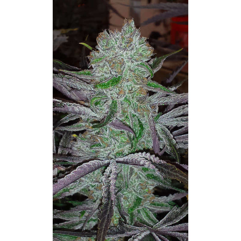 Best Friend OG - Regular - Jinxproof Genetics - Graines de Collection Best Friend OG - Regular - Jinxproof Genetics - Graines de Collection