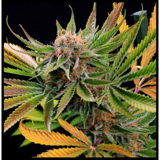 Mothertongue - Regular - Jinxproof Genetics
