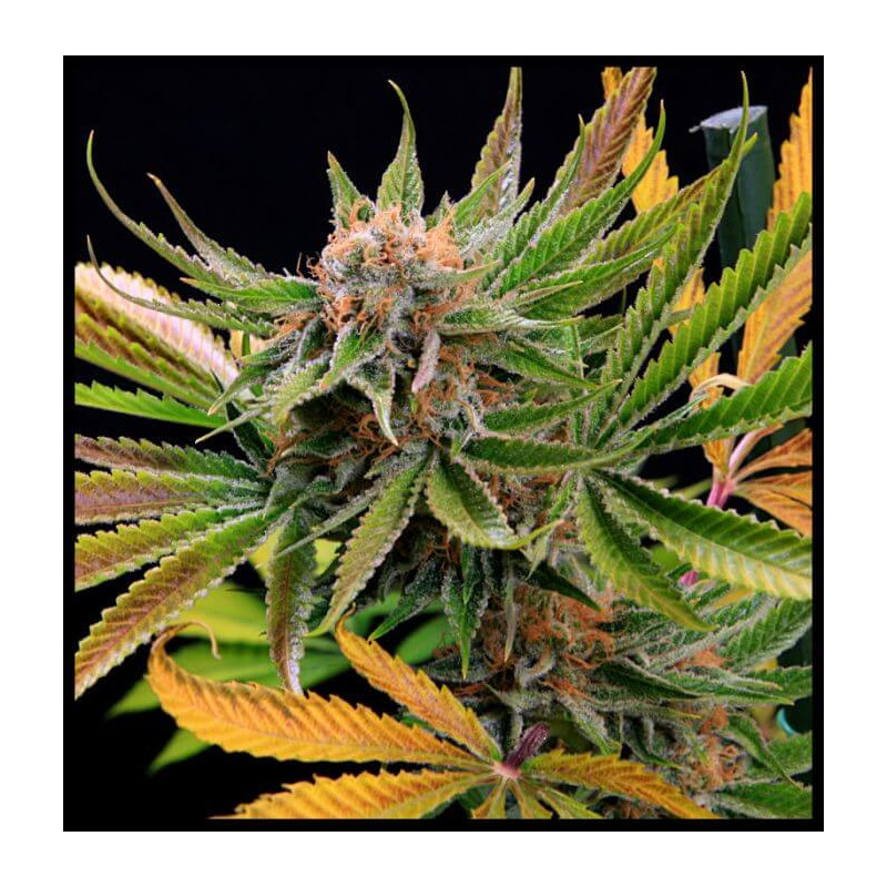 Mothertongue - Regular - Jinxproof Genetics