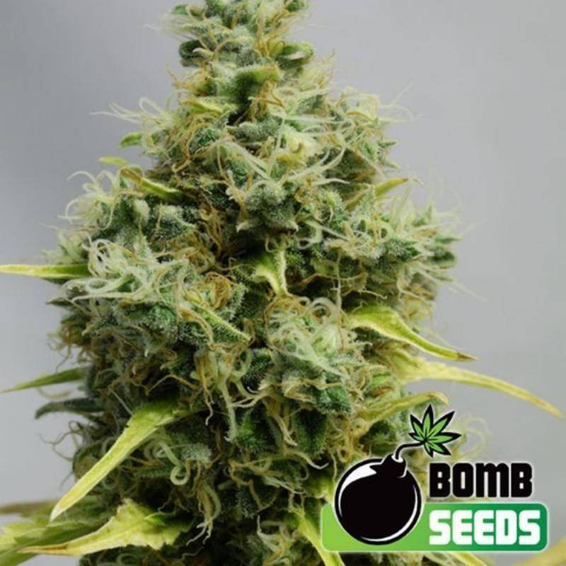 Big bomb - bomb seeds - régulières Big bomb - bomb seeds - régulières