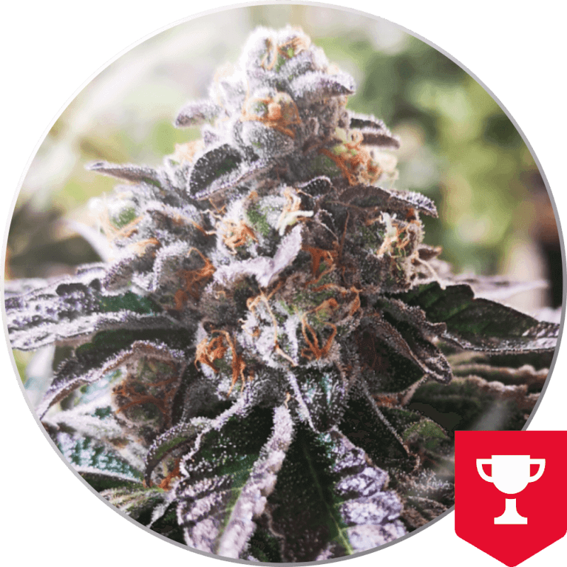 Cookies Purple Punch - Féminisée - Medical Seeds - Graines de Collection Cookies Purple Punch - Féminisée - Medical Seeds - Graines de Collection