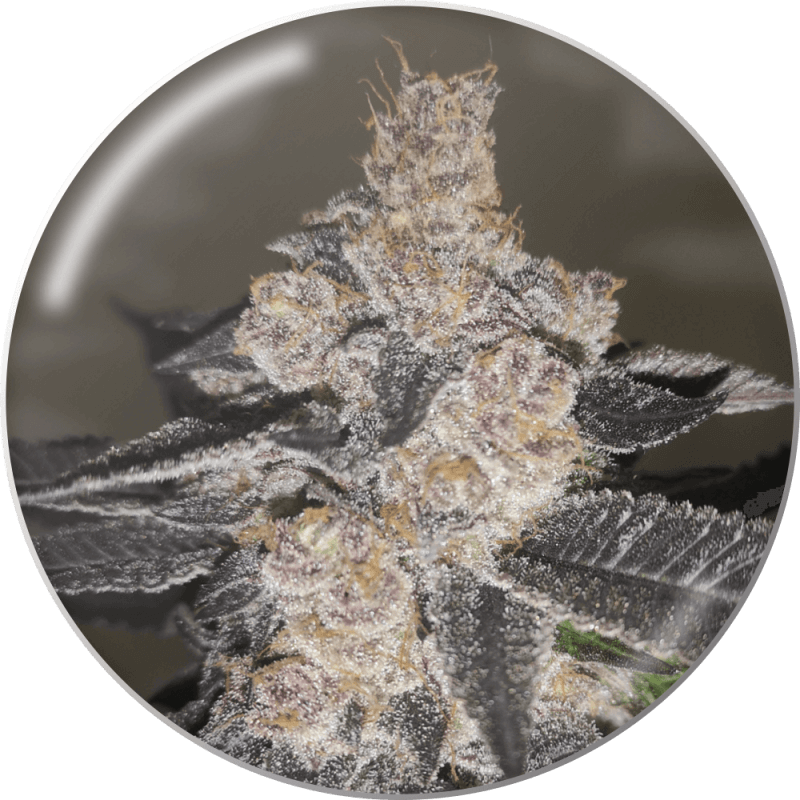Gelato 242 - Féminisée - Medical Seeds - Graines de Collection Gelato 242 - Féminisée - Medical Seeds - Graines de Collection