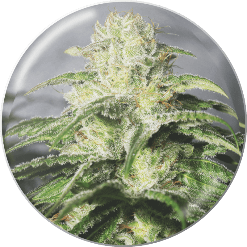OG Kush CBD - Féminisée - Medical Seeds - Graines de Collection OG Kush CBD - Féminisée - Medical Seeds - Graines de Collection