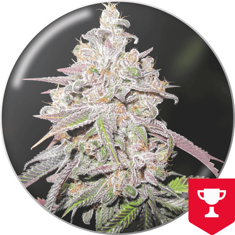 Mendocino Chanel Kush - Féminisée - Medical Seeds - Graines de Collection Mendocino Chanel Kush - Féminisée - Medical Seeds - Graines de Collection