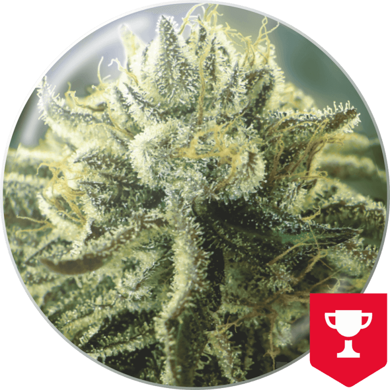 Canadian kush 2.0 - Féminisée - Medical Seeds - Graines de Collection Canadian kush 2.0 - Féminisée - Medical Seeds - Graines de Collection