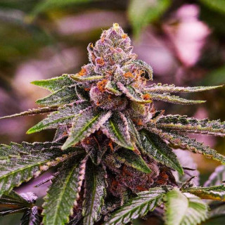 Girl scout cookies - blimburn american genetics