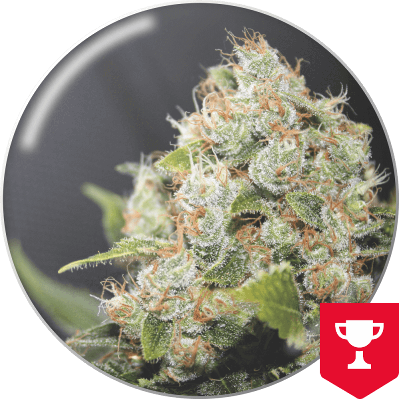 BCN Sour Diesel - Féminisée - Medical Seeds - Graines de Collection BCN Sour Diesel - Féminisée - Medical Seeds - Graines de Collection