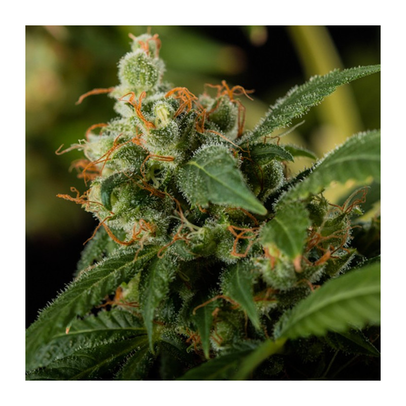 Green crack blimburn american genetics Green crack blimburn american genetics