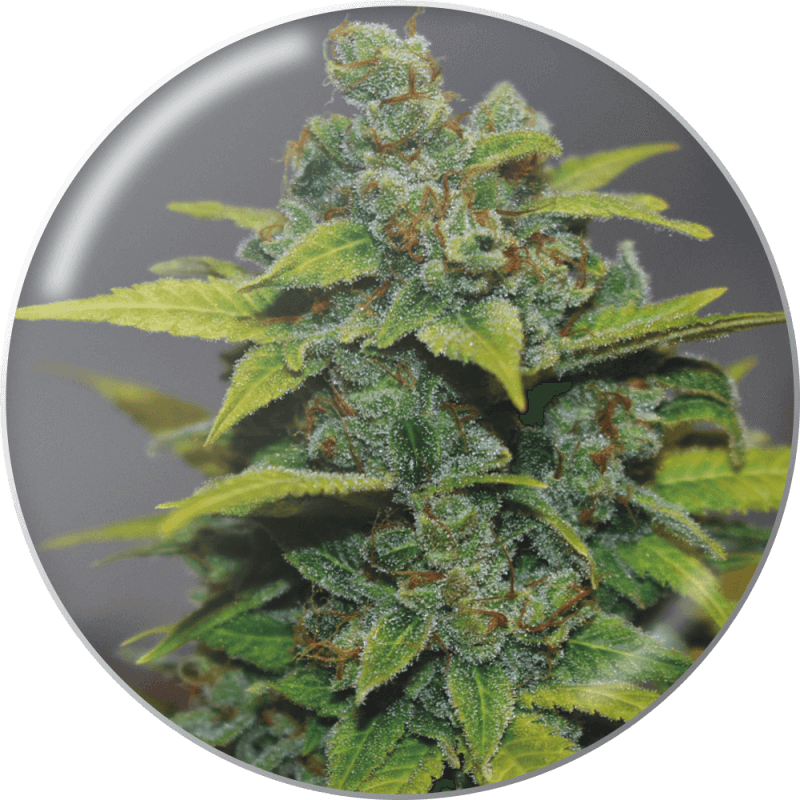 Banana Zkittlez - Féminisée - MedicalSeedsco - Graines de Collection Banana Zkittlez - Féminisée - MedicalSeedsco - Graines de Collection