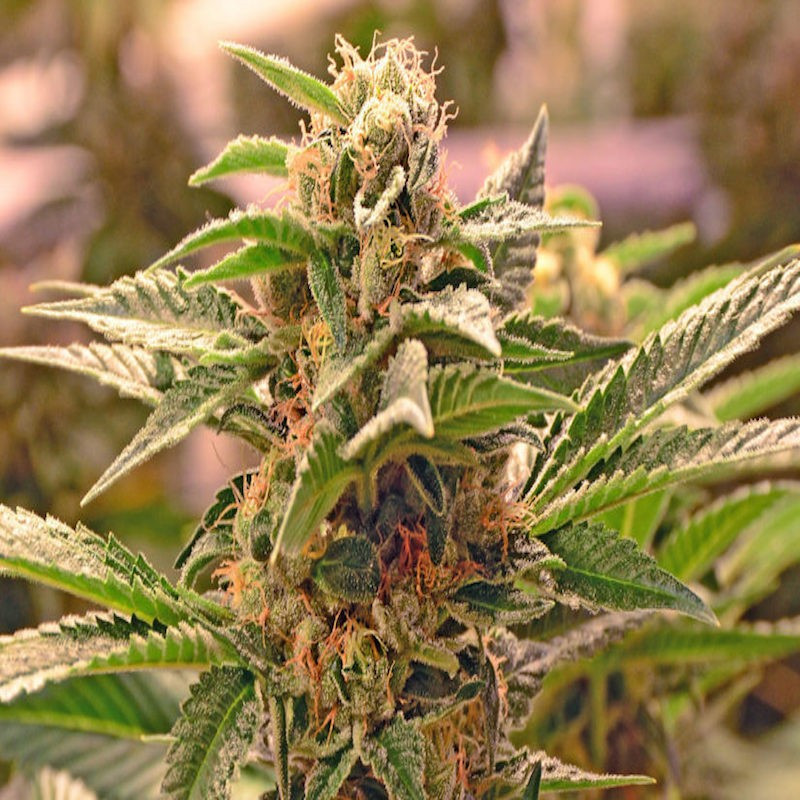 Sour Diesel - Féminisée - Blimburn Seeds