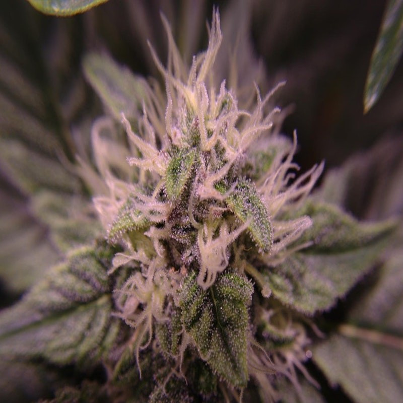 Blue dream blimburn american genetics Blue dream blimburn american genetics