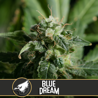 Blue dream - Féminisée - Blimburn Seeds