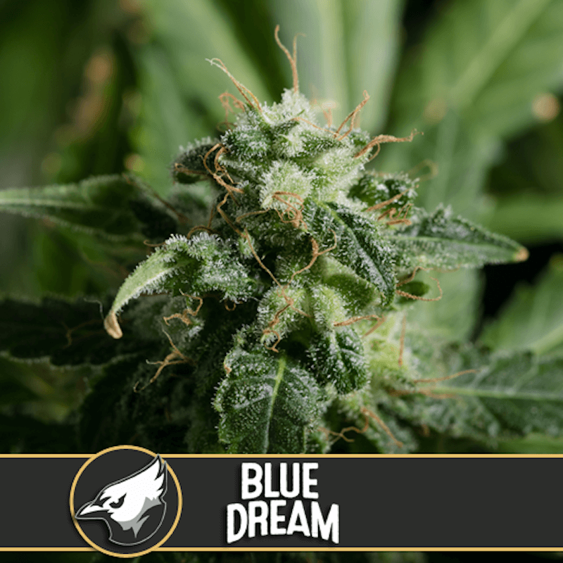 Blue dream - Féminisée - Blimburn Seeds