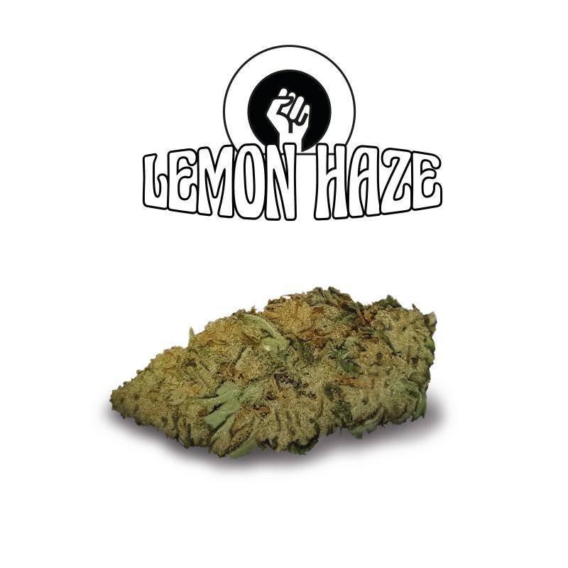 Lemon Haze - Green Evolution - Fleurs de CBD Lemon Haze - Green Evolution - Fleurs de CBD
