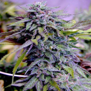 American Genetics Grandaddy Purple - Féminisée - Blimburn