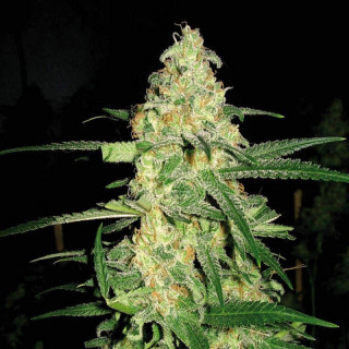 Chemdog 4 - Féminisée - Blimburn Seeds