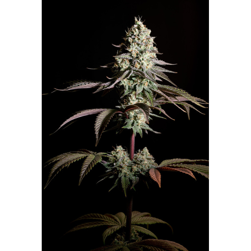 Purple Mints - Féminisée - Paradise Seeds - Graines de collection Purple Mints - Féminisée - Paradise Seeds - Graines de collection