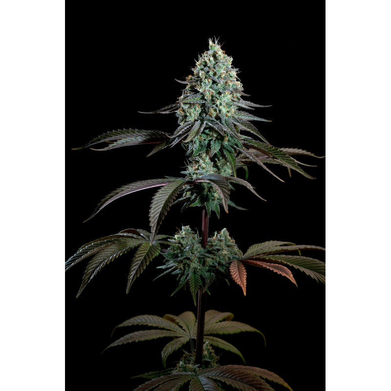 Purple Mints - Féminisée - Paradise Seeds - Graines de collection Purple Mints - Féminisée - Paradise Seeds - Graines de collection