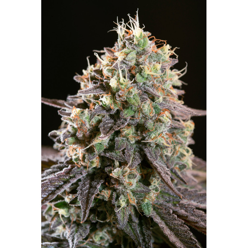 Purple Mints - Féminisée - Paradise Seeds - Graines de collection Purple Mints - Féminisée - Paradise Seeds - Graines de collection