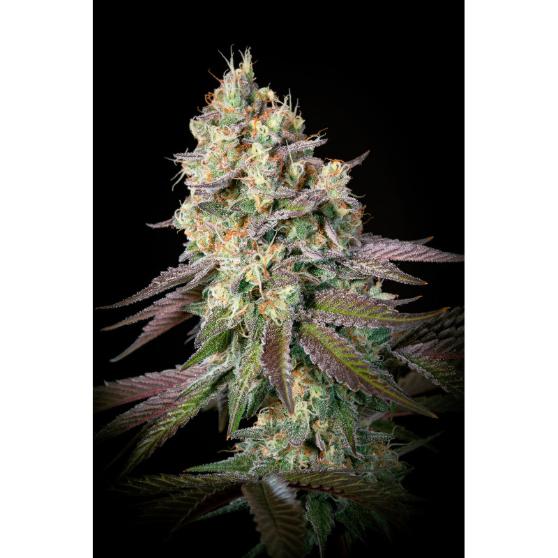Purple Mints - Féminisée - Paradise Seeds - Graines de collection Purple Mints - Féminisée - Paradise Seeds - Graines de collection