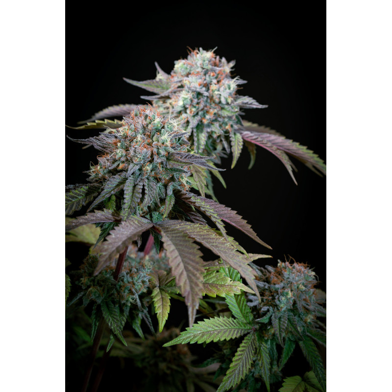 Purple Mints - Féminisée - Paradise Seeds - Graines de collection Purple Mints - Féminisée - Paradise Seeds - Graines de collection