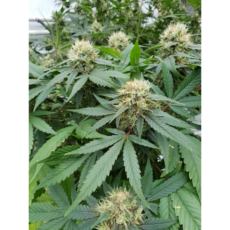 Stromboli - Auto - Paradise Seeds - Graines de collection Stromboli - Auto - Paradise Seeds - Graines de collection