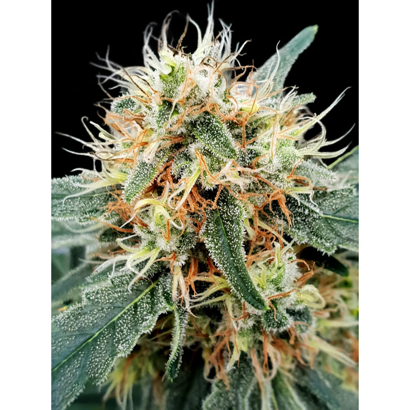 Stromboli - Auto - Paradise Seeds - Graines de collection Stromboli - Auto - Paradise Seeds - Graines de collection