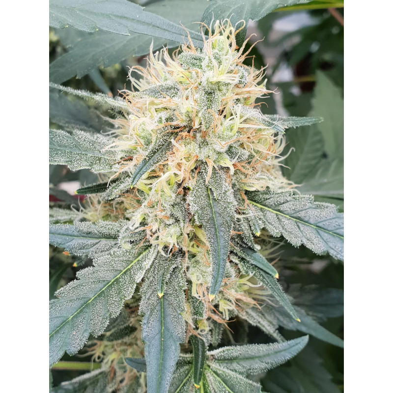 Stromboli - Auto - Paradise Seeds - Graines de collection Stromboli - Auto - Paradise Seeds - Graines de collection