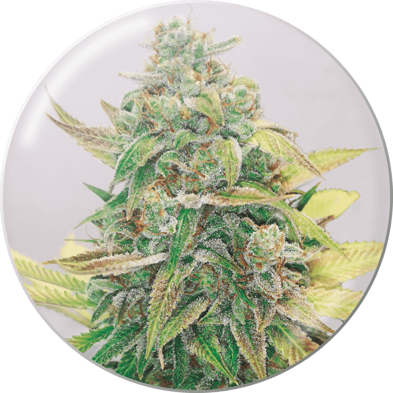 Strawberry Cake CBD - Féminisée - MedicalSeedsco - Graines de collection Strawberry Cake CBD - Féminisée - MedicalSeedsco - Graines de collection