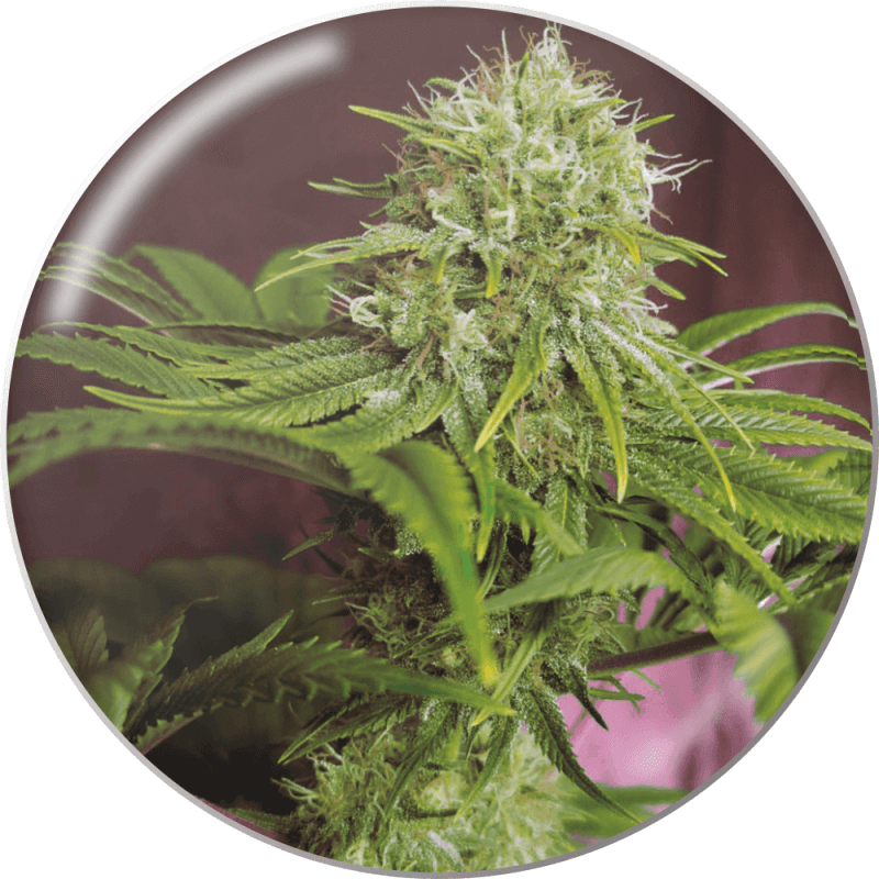 Elixir Vitae CBD - Féminisée - Medical Seeds - Graines de collection Elixir Vitae CBD - Féminisée - Medical Seeds - Graines de collection
