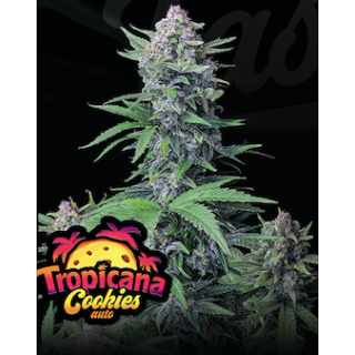 Tropicana Cookies - Autofloraison - FastBuds