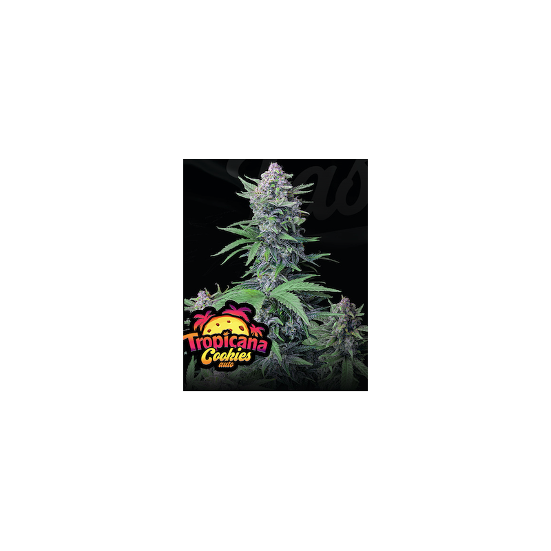 Tropicana Cookies Auto - FastBuds - Graines de collection Tropicana Cookies Auto - FastBuds - Graines de collection