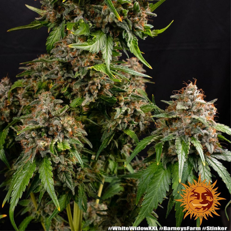 White Widow XXL - Barney's Farm White Widow XXL - Barney's Farm
