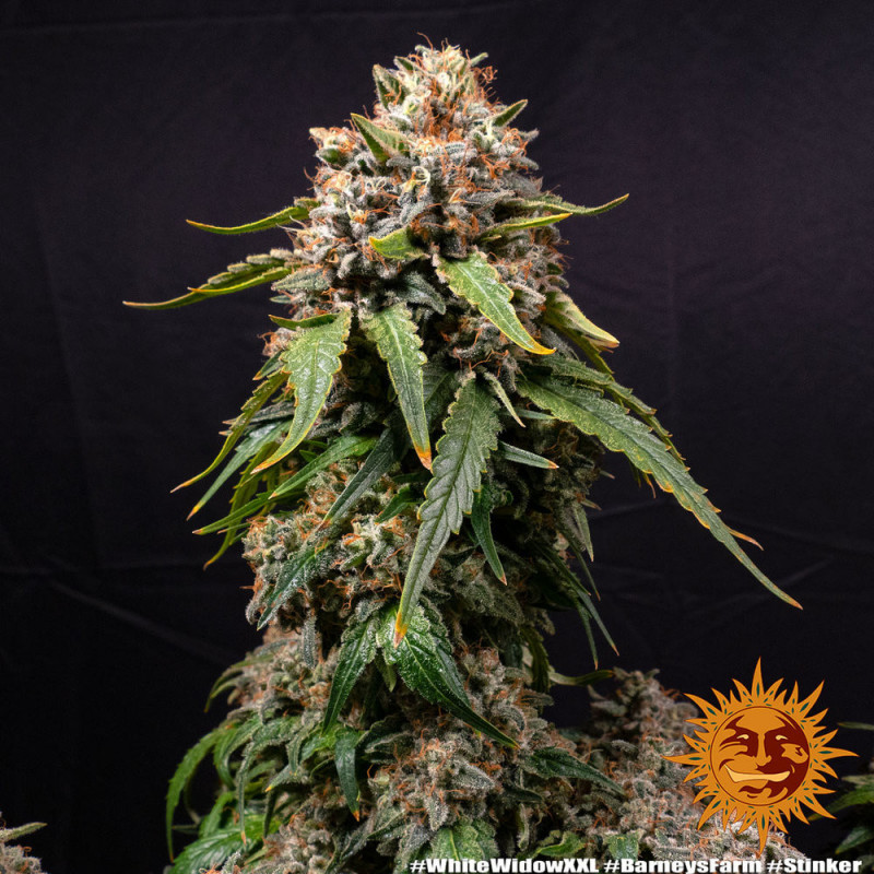 White Widow XXL - Barney's Farm White Widow XXL - Barney's Farm