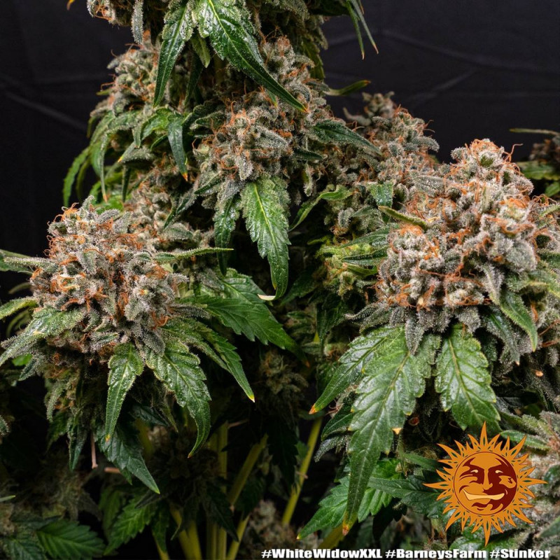 White Widow XXL - Barney's Farm White Widow XXL - Barney's Farm