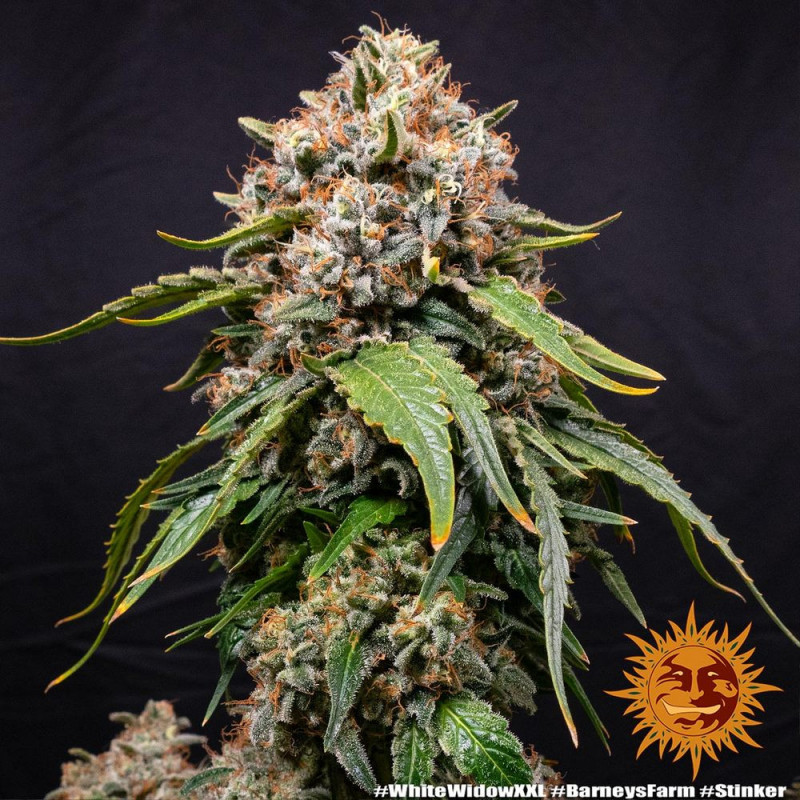 White Widow XXL - Barney's Farm White Widow XXL - Barney's Farm