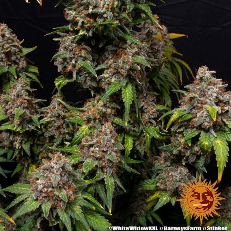 White Widow XXL - Barney's Farm White Widow XXL - Barney's Farm