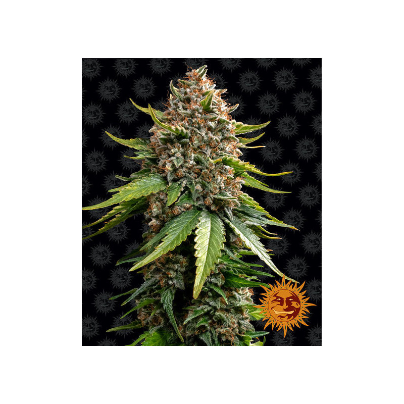 White Widow XXL Auto - Barney's Farm White Widow XXL Auto - Barney's Farm