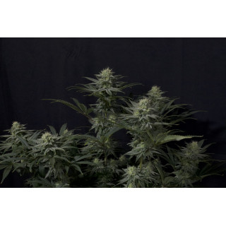 GG4 Sherbet - Féminisée - FastBuds