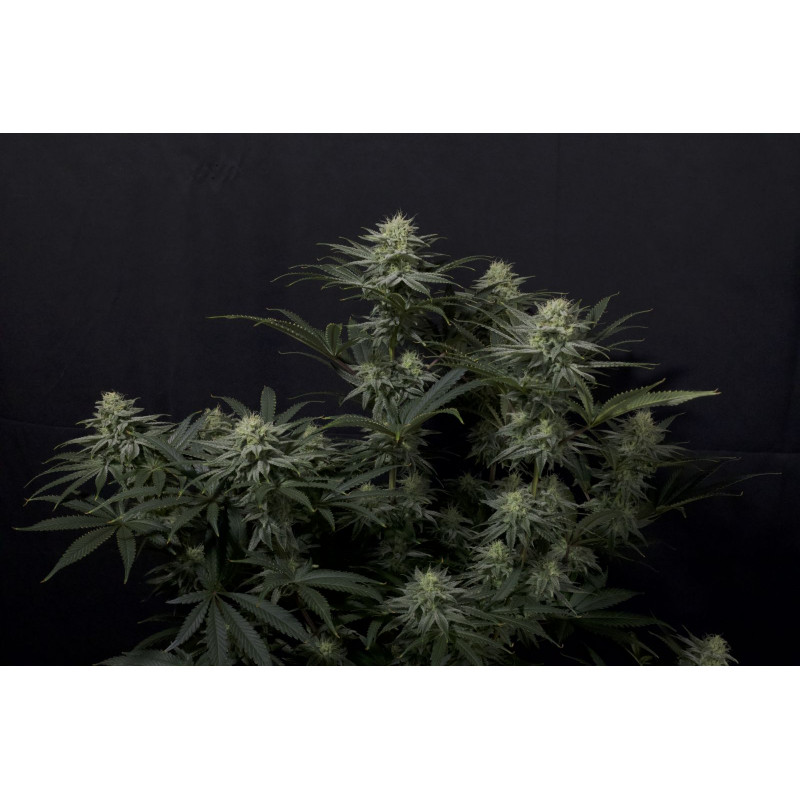 GG4 Sherbet FF Fastbuds Graines de Collection GG4 Sherbet FF Fastbuds Graines de Collection