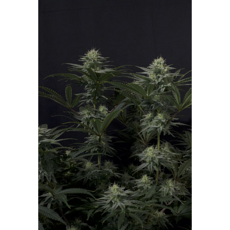 GG4 Sherbet FF Fastbuds Graines de Collection GG4 Sherbet FF Fastbuds Graines de Collection