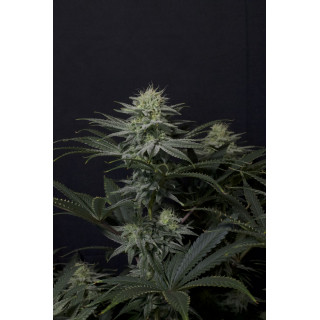GG4 Sherbet - Féminisée - FastBuds