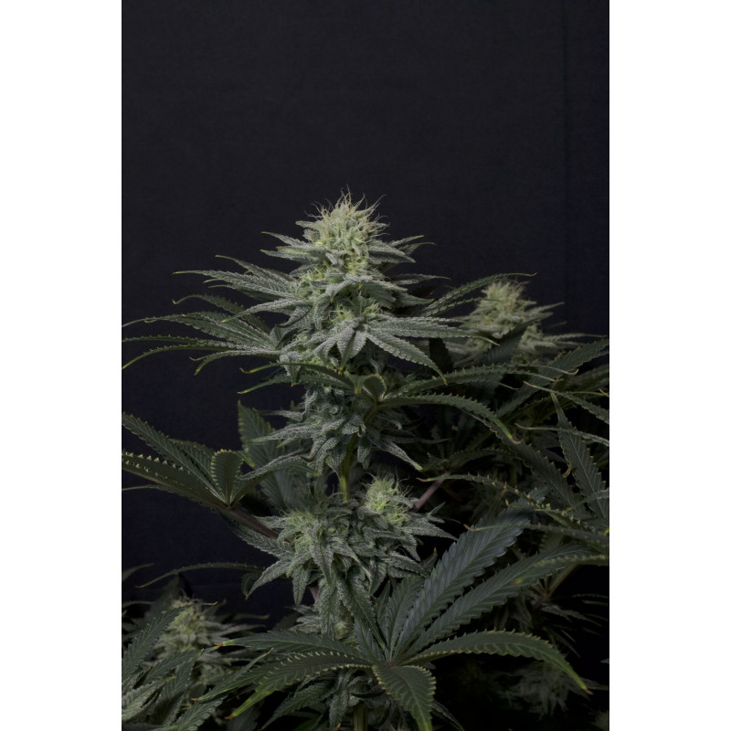GG4 Sherbet FF Fastbuds Graines de Collection GG4 Sherbet FF Fastbuds Graines de Collection