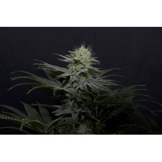 GG4 Sherbet FF Fastbuds Graines de Collection