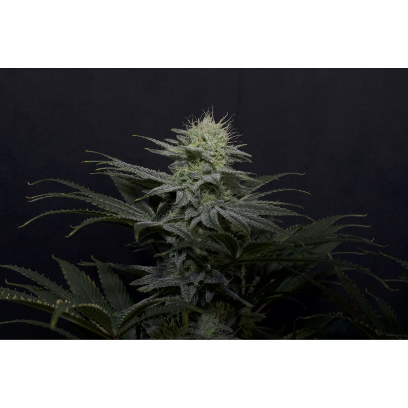 GG4 Sherbet FF Fastbuds Graines de Collection GG4 Sherbet FF Fastbuds Graines de Collection