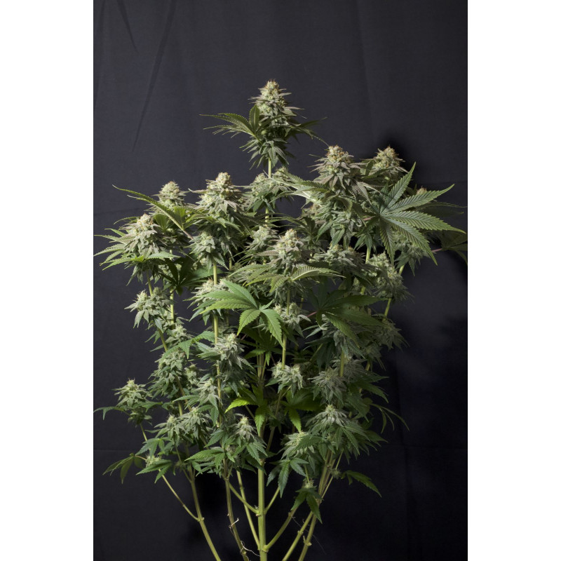 Gorilla Cookies - Féminisée  - FastBuds