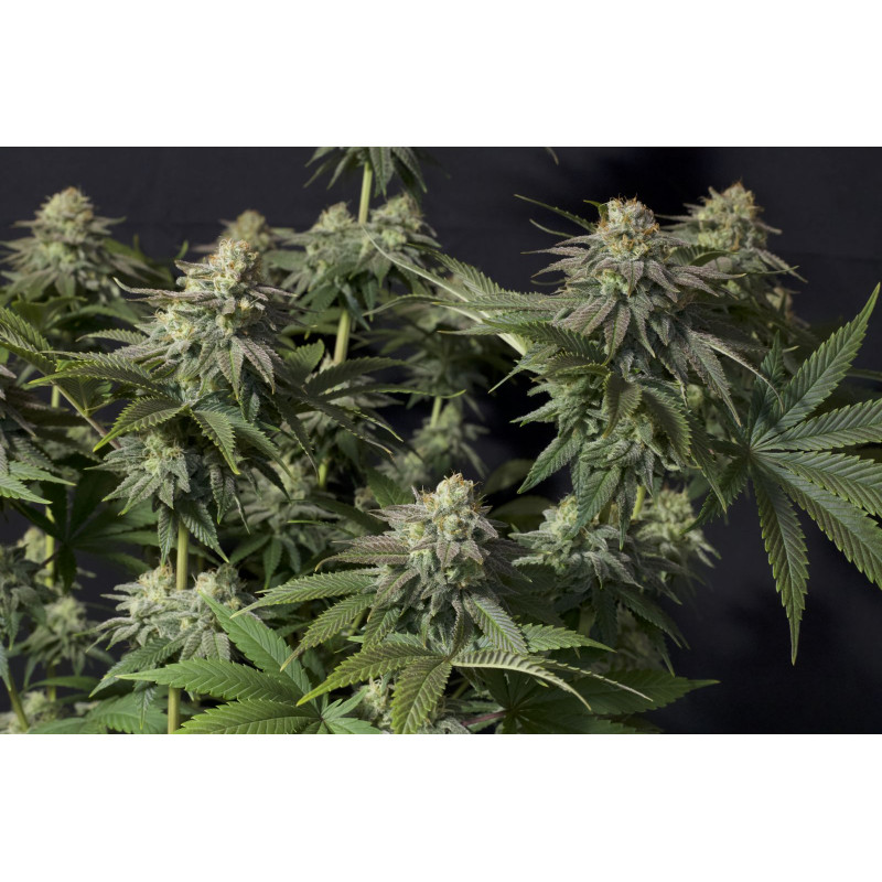 Gorilla Cookies FF Fastbuds Graines de Collection Gorilla Cookies FF Fastbuds Graines de Collection